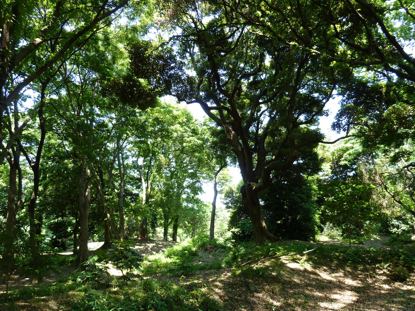 Photo Japon Tokyo Jardins Hama rikyu 2010-06 58