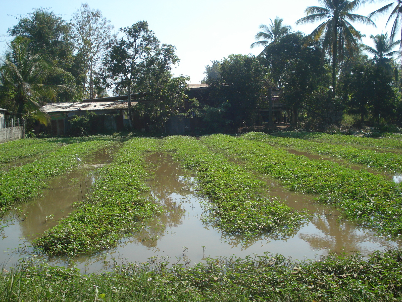 Photo Thaïlande Phitsanulok 2008-01 11