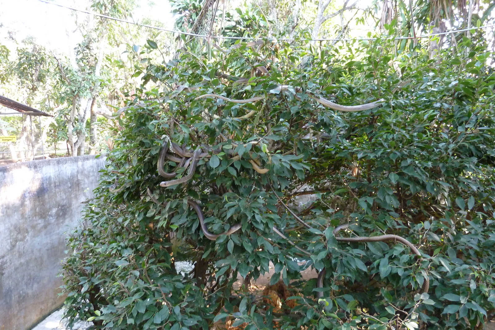 Photo Thaïlande Chiang Mai Ferme aux serpents Mae Sa 2010-12 53