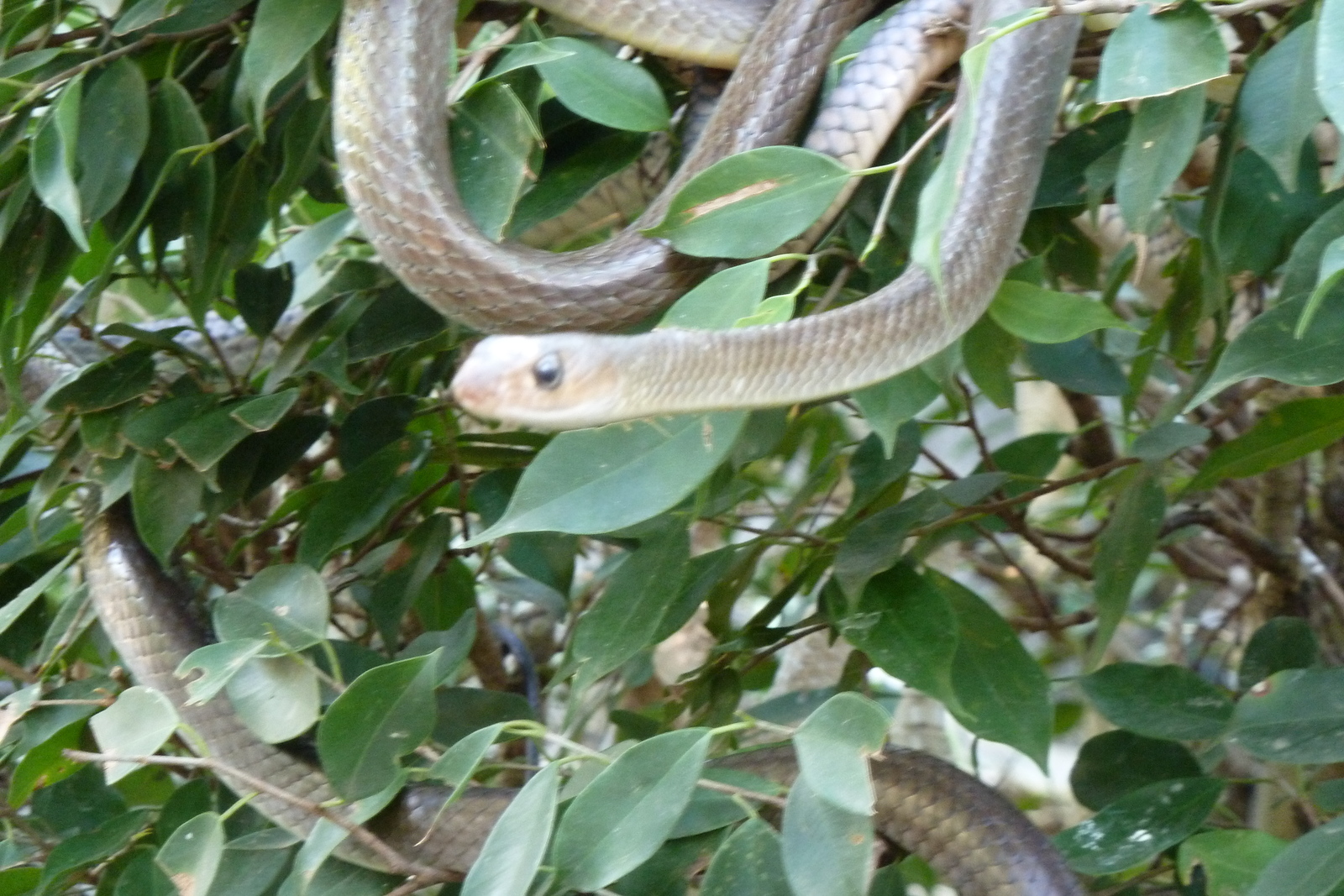 Photo Thaïlande Chiang Mai Ferme aux serpents Mae Sa 2010-12 58