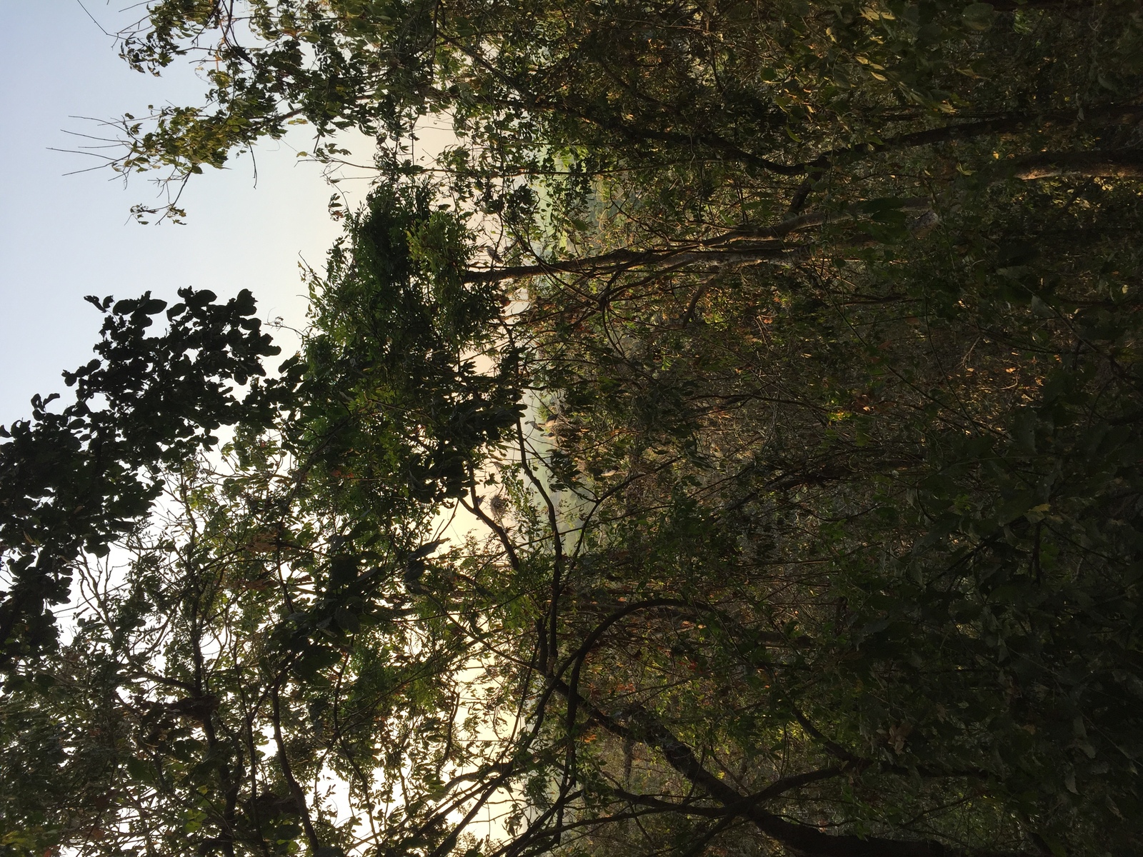 Photo Thaïlande Parc Si satchanalai 2014-12 120