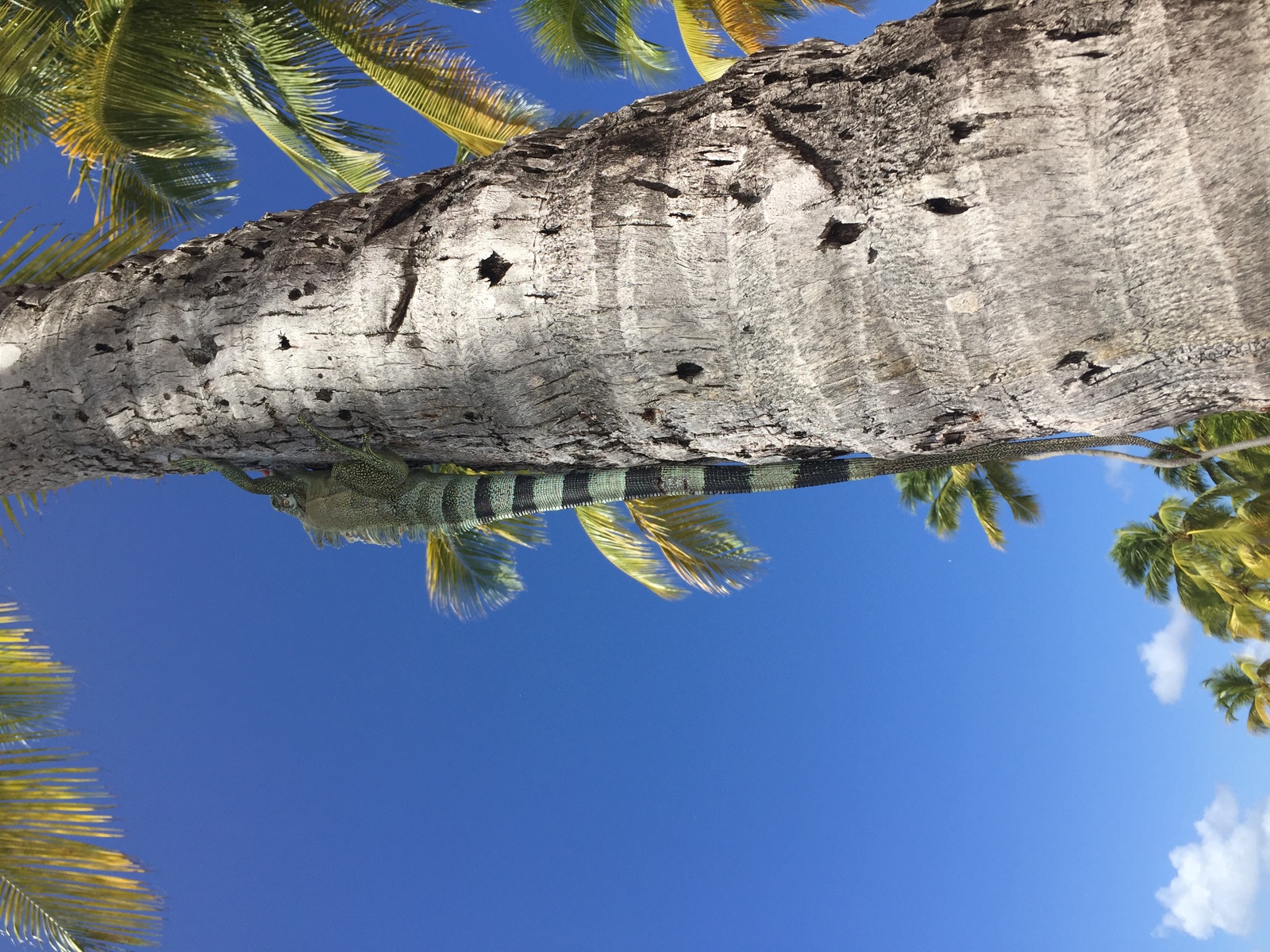 Photo Guadeloupe Plage de la Caravelle 2021-02 125