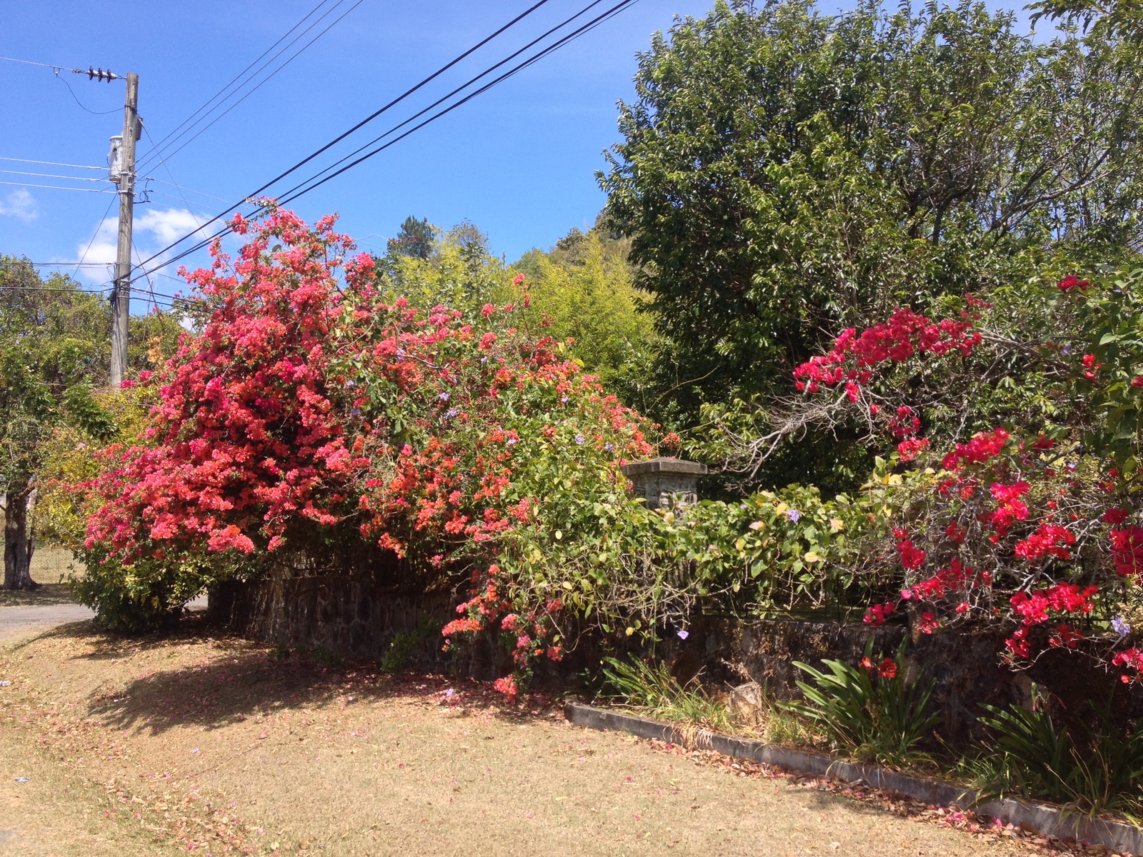 Photo Panama Boquete 2015-03 50