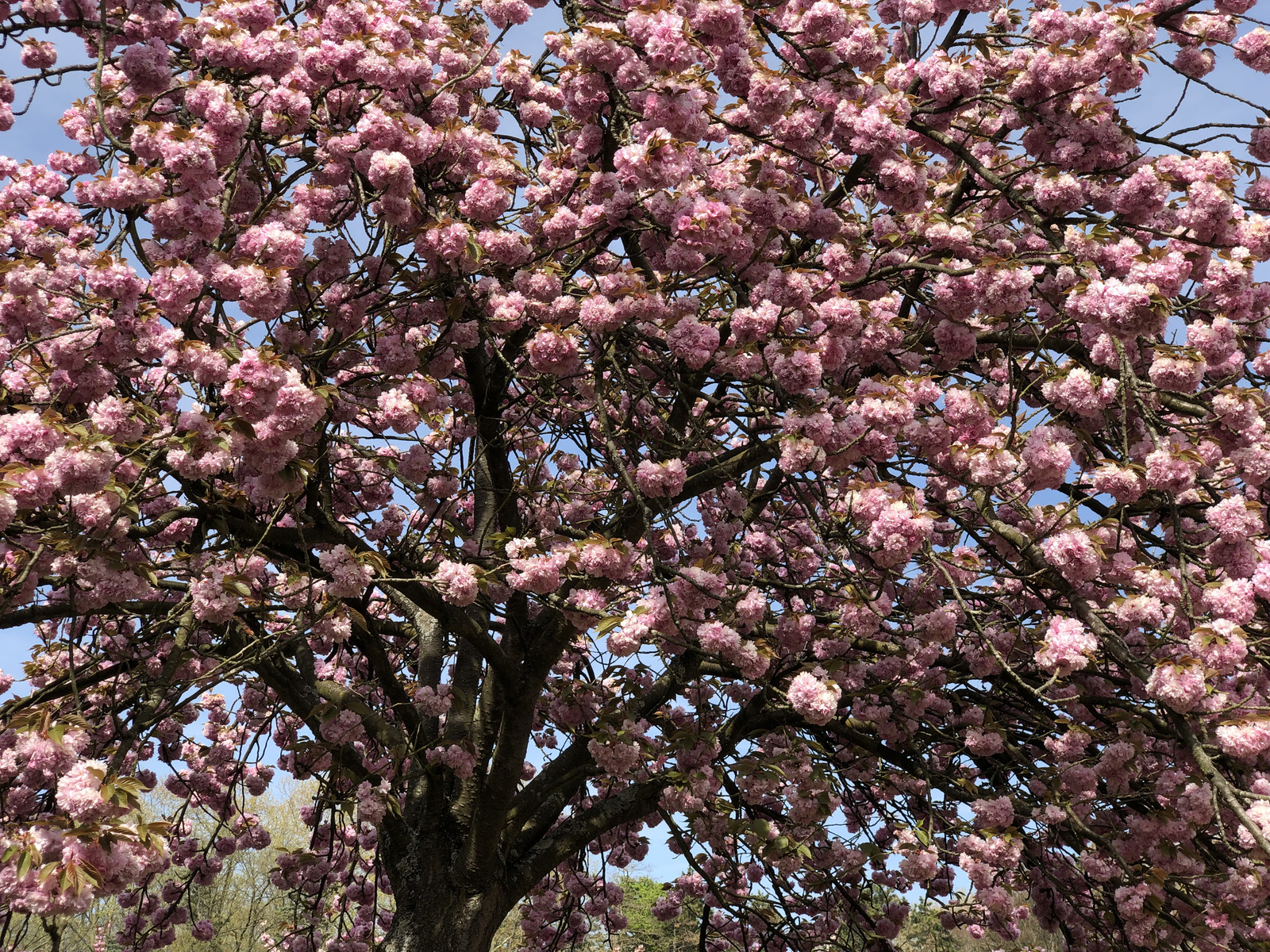 Photo France Parc de Sceaux 2019-04 81