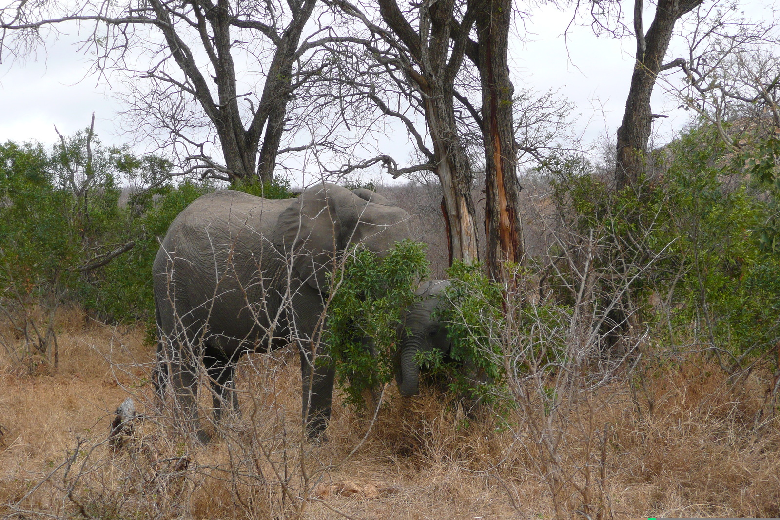 Photo Afrique du Sud Parc National Kruger 2008-09 109