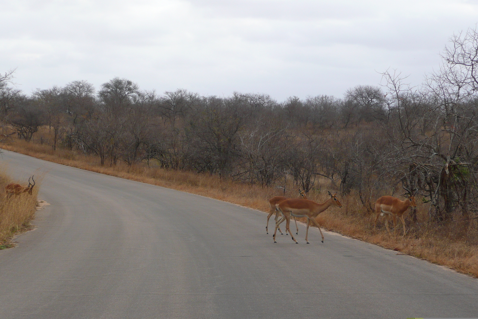 Photo Afrique du Sud Parc National Kruger 2008-09 50