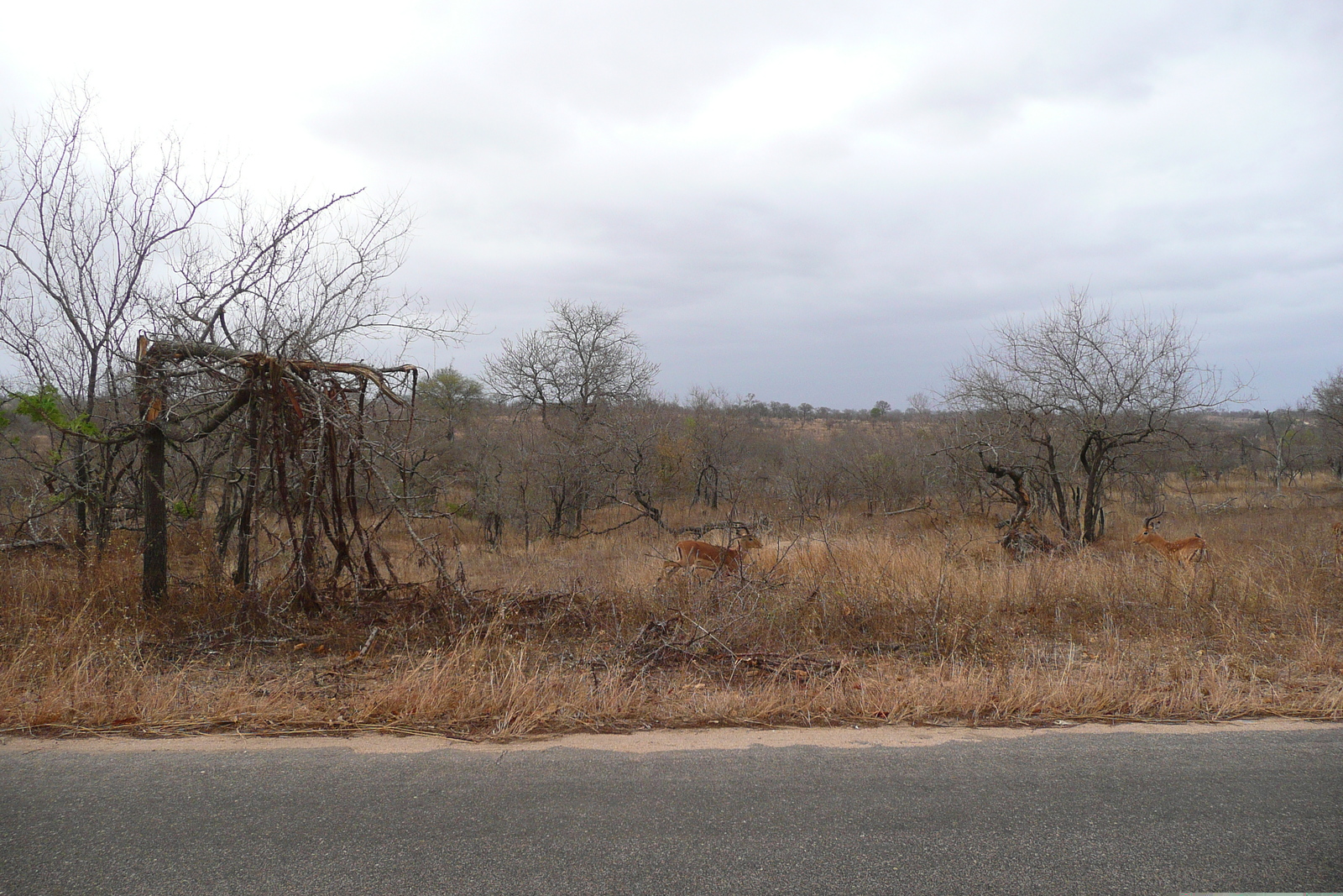 Photo Afrique du Sud Parc National Kruger 2008-09 53