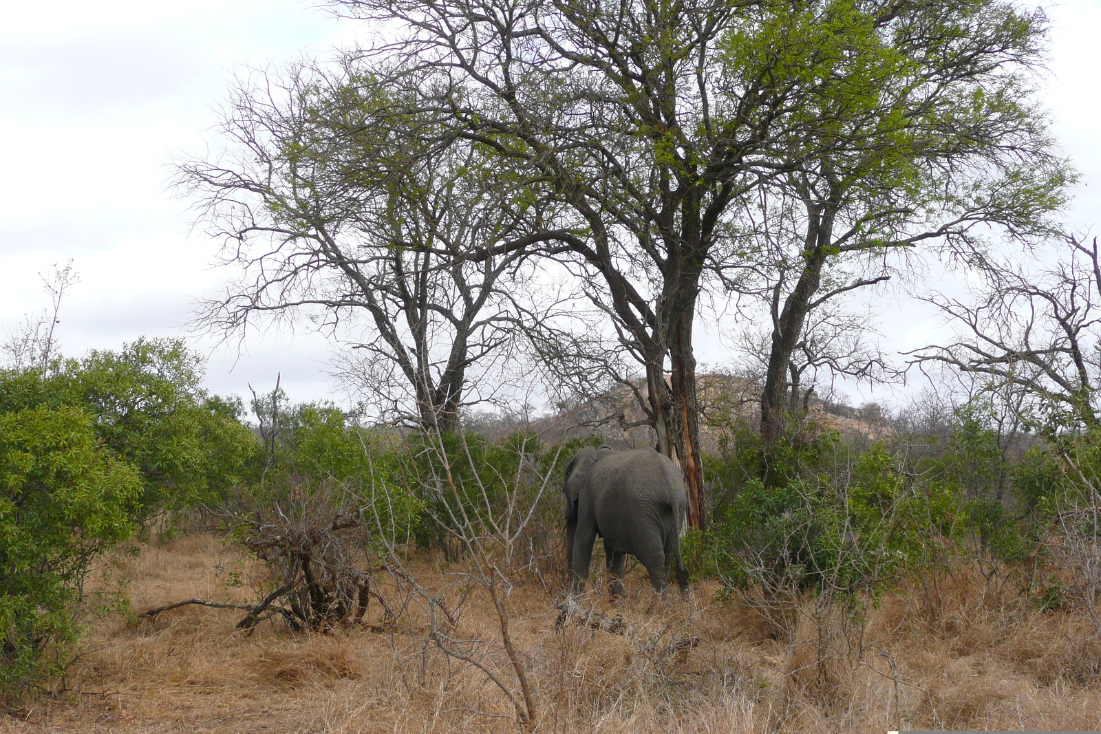 Photo Afrique du Sud Parc National Kruger 2008-09 88