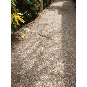 Photo Costa Rica Montezuma 2015-03 92