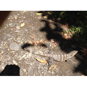 Photo Costa Rica Parc Manuel Antonio 2015-03 267
