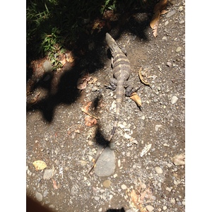 Photo Costa Rica Parc Manuel Antonio 2015-03 275