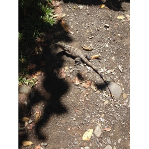 Photo Costa Rica Parc Manuel Antonio 2015-03 239