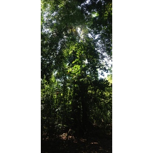 Photo Costa Rica Parc Manuel Antonio 2015-03 167