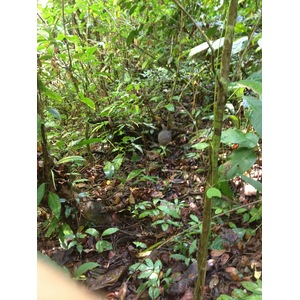 Photo Costa Rica Parc Manuel Antonio 2015-03 237