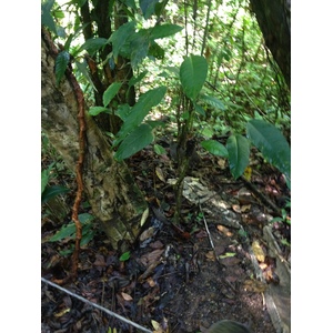 Photo Costa Rica Parc Manuel Antonio 2015-03 408