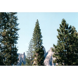 Photo États-Unis Parc National de Yosemite 1992-08 4