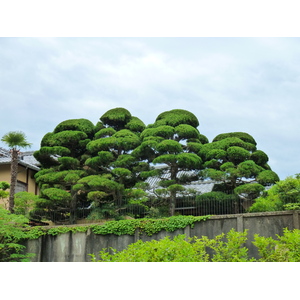 Photo Japon Kyoto 2010-06 44