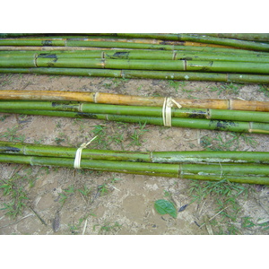 Photo Thaïlande Pang Mapha 2005-12 78