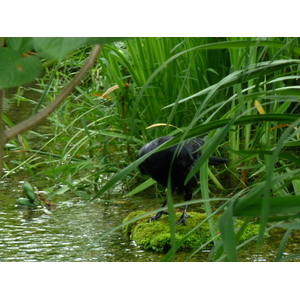 Photo Japon Kyoto Jardin Shosei en 2010-06 78