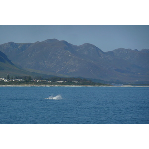 Photo Afrique du Sud Harmanus 2008-09 136