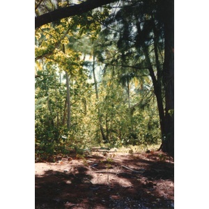 Photo Polynésie Mooréa 1993-04 48
