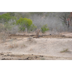 Photo Afrique du Sud Parc National Kruger Mpondo 2008-09 26