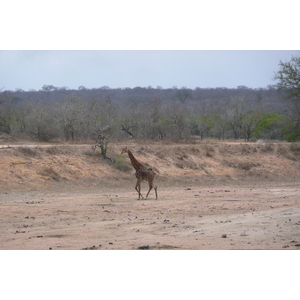 Photo Afrique du Sud Parc National Kruger Mpondo 2008-09 10