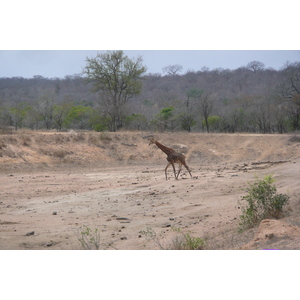 Photo Afrique du Sud Parc National Kruger Mpondo 2008-09 1