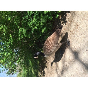 Photo France Paris Bagatelles 2017-04 20
