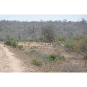 Photo Afrique du Sud Parc National Kruger Mpondo 2008-09 7