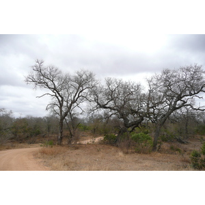Photo Afrique du Sud Parc National Kruger 2008-09 159