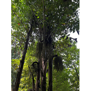 Photo Singapour Jardins botaniques de Singapore 2023-01 36