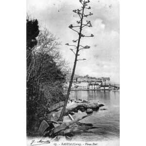 Photo France Corse Cartes postales anciennes Bastia 1900-01 167