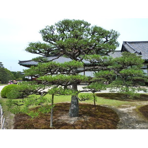 Photo Japon Kyoto Château Nijo 2010-06 89