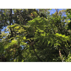 Photo Guadeloupe La Grande Soufrière 2021-02 58