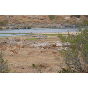 Photo Afrique du Sud Parc National Kruger rivière Crocodile 2008-09 57