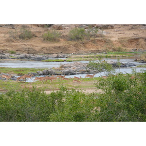 Photo Afrique du Sud Parc National Kruger rivière Crocodile 2008-09 9