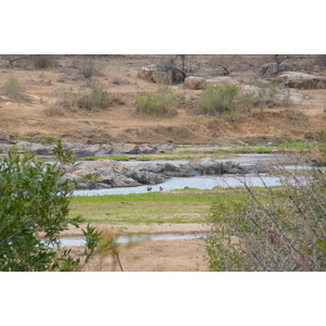 Photo Afrique du Sud Parc National Kruger rivière Crocodile 2008-09 21