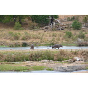 Photo Afrique du Sud Parc National Kruger rivière Crocodile 2008-09 61