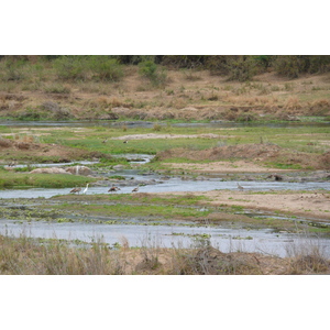 Photo Afrique du Sud Parc National Kruger rivière Crocodile 2008-09 59