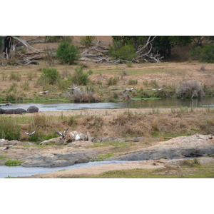 Photo Afrique du Sud Parc National Kruger rivière Crocodile 2008-09 26