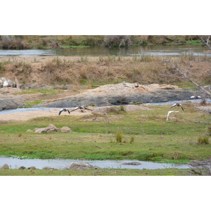 Photo Afrique du Sud Parc National Kruger rivière Crocodile 2008-09 19
