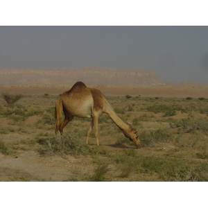 Photo Oman Route de Buraimi à Mahada 2005-03 28