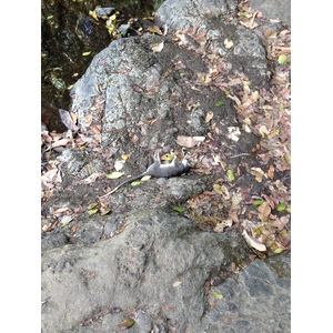 Photo Costa Rica Montezuma 2015-03 274