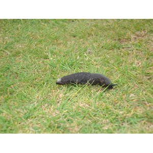 Photo Royaume-Uni Pembrokeshire Martins Havens 2006-05 6