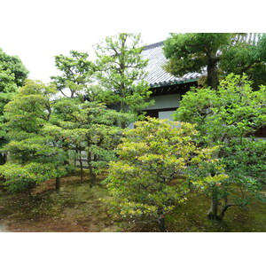 Photo Japon Kyoto Château Nijo 2010-06 32