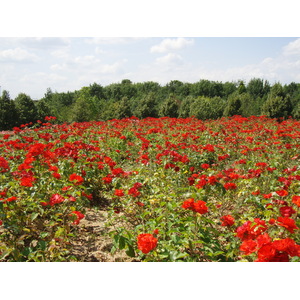 Photo France Villeneuve La Garenne Parc des Chanteraines 2007-07 5