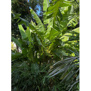 Photo Thaïlande Phuket Plage de Kata Kata Garden Resort 2021-12 18