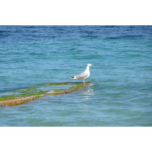 Photo France Cannes Plage Gazagnaire 2008-03 74