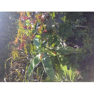 Photo France Paris Jardin des Plantes 2014-09 27